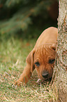 Rhodesian Ridgeback Welpe im Garten