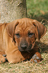 Rhodesian Ridgeback Welpe