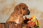 Rhodesian Ridgeback Welpe