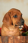 Rhodesian Ridgeback Welpe