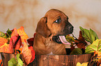 Rhodesian Ridgeback Welpe