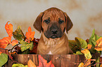 ser Rhodesian Ridgeback Welpe