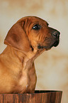 Rhodesian Ridgeback Welpe