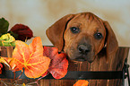 ser Rhodesian Ridgeback Welpe