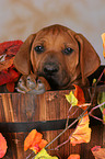 Rhodesian Ridgeback Welpe