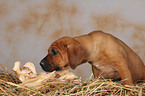 Rhodesian Ridgeback Welpe im Stroh