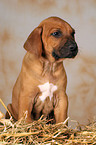 Rhodesian Ridgeback Welpe im Stroh