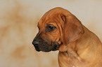 Rhodesian Ridgeback Welpe