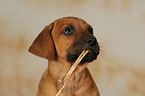 Rhodesian Ridgeback Welpe