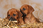 Rhodesian Ridgeback Welpen im Stroh