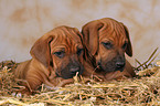 Rhodesian Ridgeback Welpen im Stroh