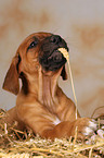 ser Rhodesian Ridgeback Welpe im Stroh