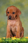 Rhodesian Ridgeback Welpe