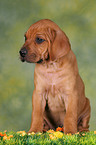 Rhodesian Ridgeback Welpe