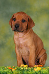 Rhodesian Ridgeback Welpe