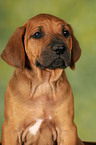 Rhodesian Ridgeback Welpe