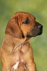 Rhodesian Ridgeback Welpe