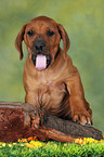 ghnender Rhodesian Ridgeback Welpe