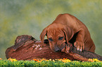 knabbernder Rhodesian Ridgeback Welpe