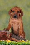 Rhodesian Ridgeback Welpe