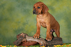 Rhodesian Ridgeback Welpe