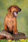 ghnender Rhodesian Ridgeback Welpe