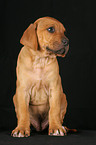 Rhodesian Ridgeback Welpe