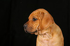 Rhodesian Ridgeback Welpe