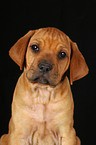 Rhodesian Ridgeback Welpe Portrait