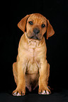 Rhodesian Ridgeback Welpe