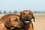 2 Rhodesian Ridgebacks