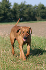 laufender Rhodesian Ridgeback