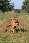 rennender Rhodesian Ridgeback