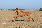 rennender Rhodesian Ridgeback