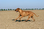 rennender Rhodesian Ridgeback