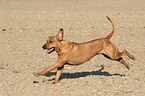 rennender Rhodesian Ridgeback