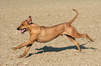 rennender Rhodesian Ridgeback