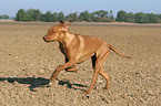 rennender Rhodesian Ridgeback