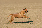 rennender Rhodesian Ridgeback