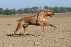 rennender Rhodesian Ridgeback