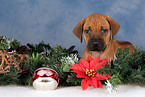 Rhodesian Ridgeback Welpe zu Weihnachten