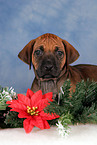 Rhodesian Ridgeback Welpe zu Weihnachten