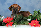 Rhodesian Ridgeback Welpe zu Weihnachten