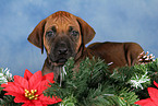 Rhodesian Ridgeback Welpe zu Weihnachten