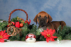 Rhodesian Ridgeback Welpe zu Weihnachten