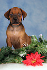 Rhodesian Ridgeback Welpe zu Weihnachten