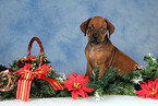 Rhodesian Ridgeback Welpe zu Weihnachten