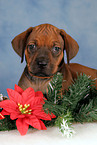 Rhodesian Ridgeback Welpe zu Weihnachten