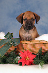 Rhodesian Ridgeback Welpe zu Weihnachten