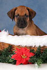 Rhodesian Ridgeback Welpe zu Weihnachten